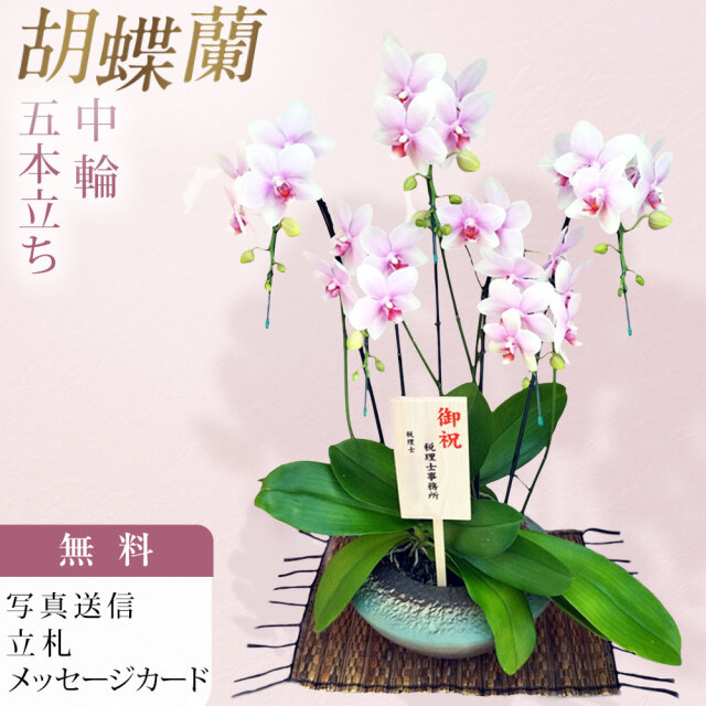 胡蝶蘭 中大輪 オボロヅキ 5本立ち まどか 小 和鉢仕立て