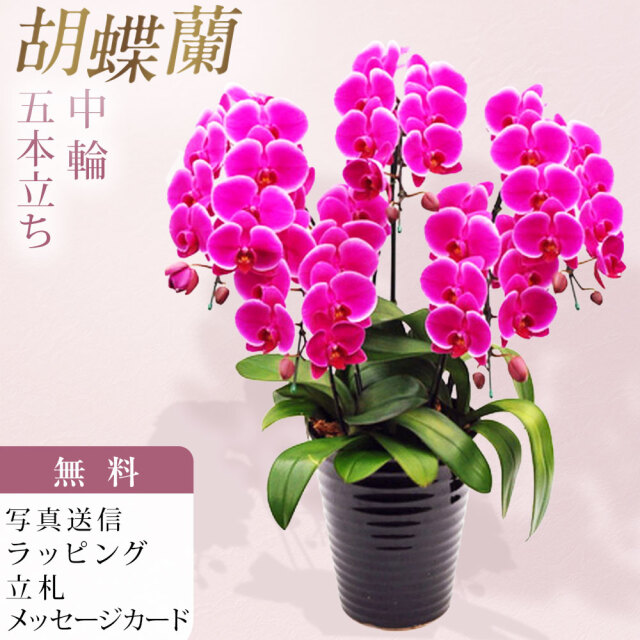 ミディ 胡蝶蘭 5本立ち ピンクハロー ダブルラッピング仕立て 森田洋蘭園