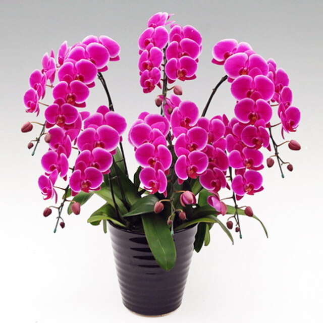 ミディ 胡蝶蘭 6本立ち ピンクハロー ダブルラッピング仕立て 森田洋蘭園