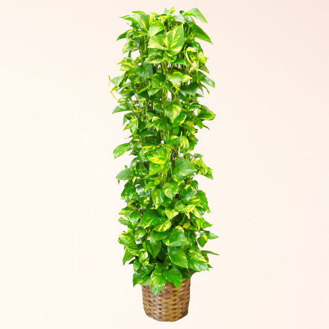 観葉植物 ポトス 10号鉢 バスケット付は開店 就任 当選のお祝いに 通販の花屋 フラワーショップ乃木坂