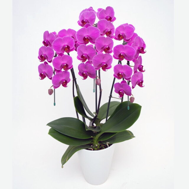 ミディ 胡蝶蘭 3本立ち ルビースター ダブルラッピング仕立て 森田洋蘭園