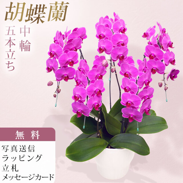 ミディ 胡蝶蘭 5本立ち ルビースター ダブルラッピング仕立て 森田洋蘭園
