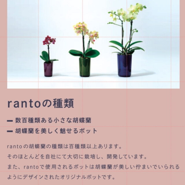 ⭐️ミニ胡蝶蘭⭐️12ポットセット 胡蝶蘭 インテリアに適した小さな胡蝶蘭 ranto | 通販の花屋「フラワー