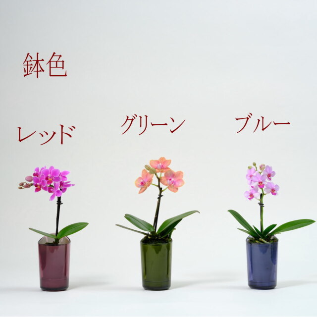胡蝶蘭 インテリアに適した小さな胡蝶蘭 ranto | 通販の花屋「フラワー
