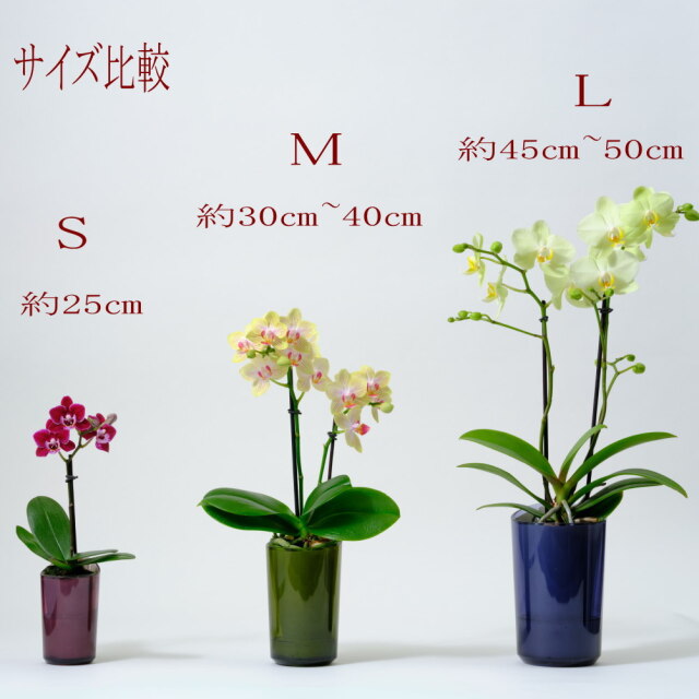 胡蝶蘭 インテリアに適した小さな胡蝶蘭 ranto | 通販の花屋「フラワー