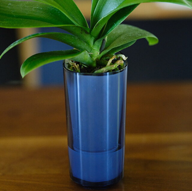 胡蝶蘭 インテリアに適した小さな胡蝶蘭 ranto | 通販の花屋「フラワー