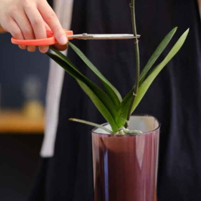 胡蝶蘭 インテリアに適した小さな胡蝶蘭 ranto | 通販の花屋「フラワー