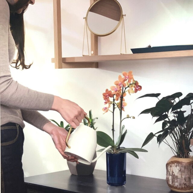 胡蝶蘭 インテリアに適した小さな胡蝶蘭 ranto | 通販の花屋「フラワー
