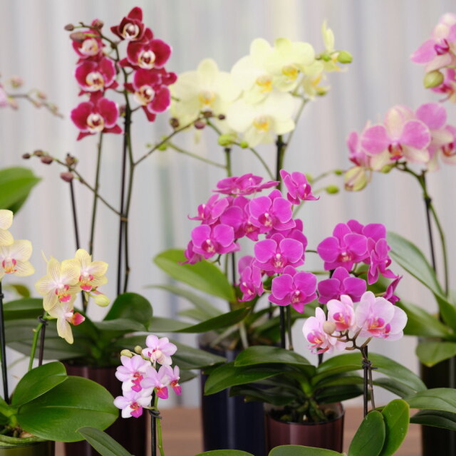 胡蝶蘭 インテリアに適した小さな胡蝶蘭 ranto | 通販の花屋「フラワー