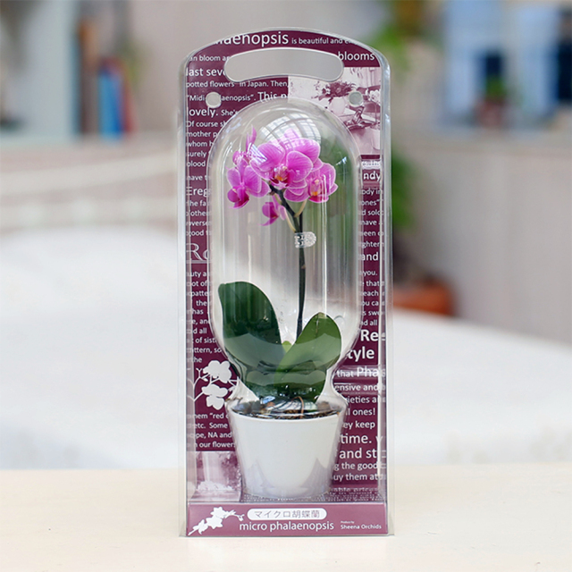 マイクロ胡蝶蘭 1本立ち ピンク系 カプセル マイクロカプセル 2.5号鉢 椎名洋ラン園