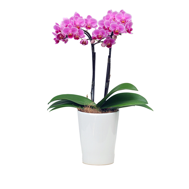 胡蝶蘭 2本立ち ピンク系 4号鉢 M 椎名洋ラン園