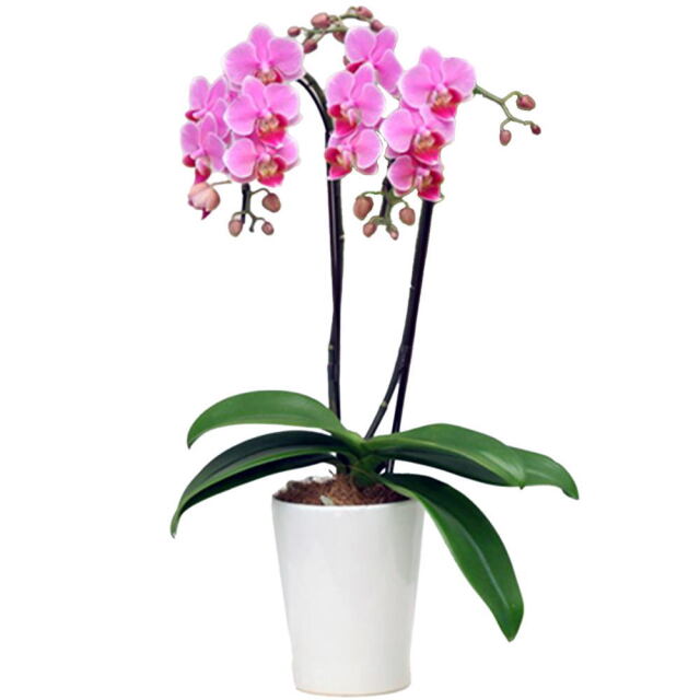 胡蝶蘭 2本立ち ピンク系 4号鉢 L 椎名洋ラン園