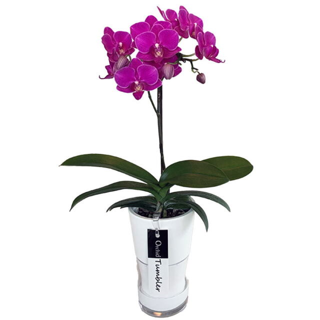 胡蝶蘭 1本立ち ピンク系 タンブラースリム 3号鉢 椎名洋ラン園