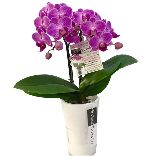 胡蝶蘭 2本立ち ピンク系 タンブラースリム 3号鉢 椎名洋ラン園