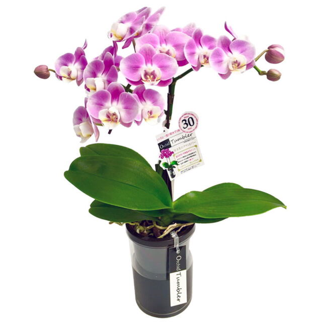 胡蝶蘭 1本立ち ピンク系 タンブラーポット 4号鉢 椎名洋ラン園