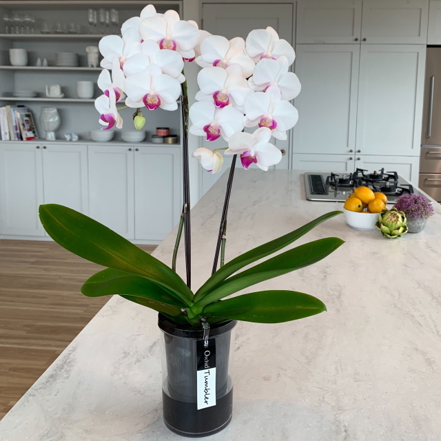 胡蝶蘭 2本立ち ユミ 赤リップ色 ミディ タンブラーポット 4号