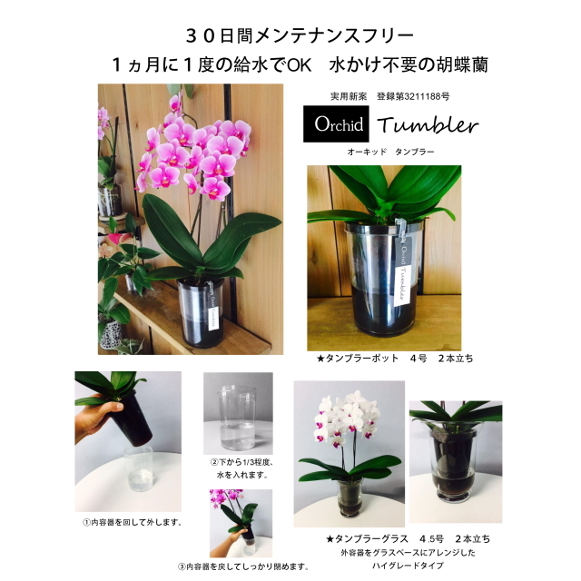 胡蝶蘭 2本立ち ピンク色 ミディ タンブラーポット 4号 | 通販の花屋