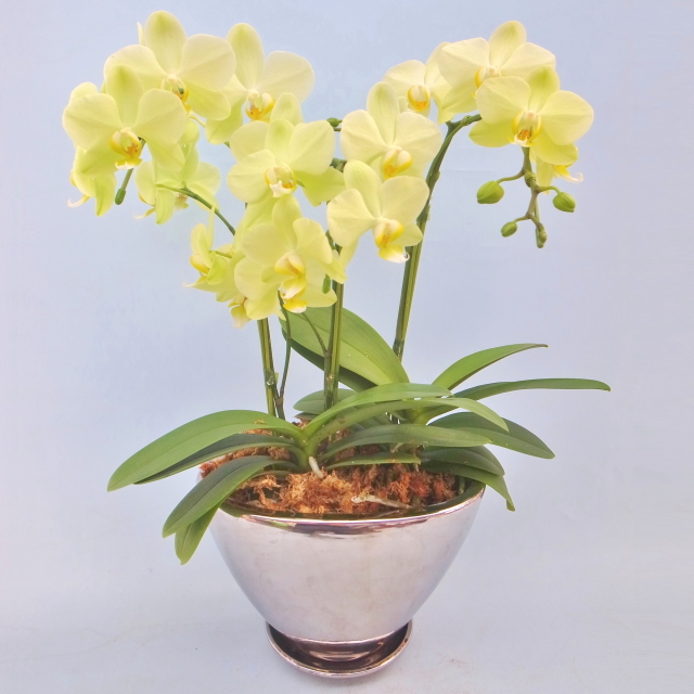 k18 菱形の花鳥柄　鉢 火鉢と炭道具の販売 骨董 斎明堂 / 染付花鳥文様八角火鉢