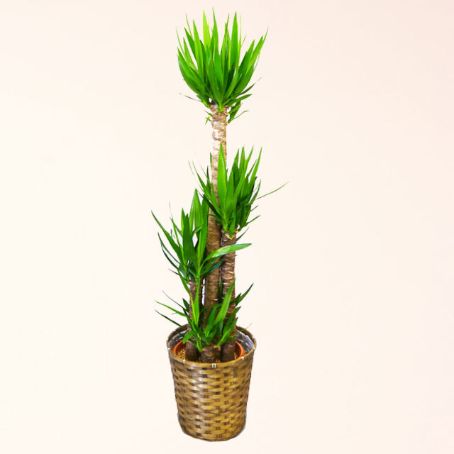 観葉植物 青年の木 ユッカ 10号鉢 バスケット付 送料無料