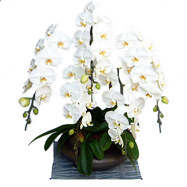 胡蝶蘭 和鉢まどか 5本立ち 大輪系 白色