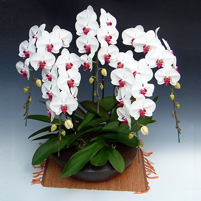 胡蝶蘭 和鉢まどか 5本立ち 大輪系 赤リップ色