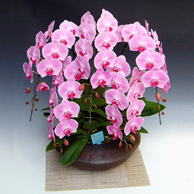 胡蝶蘭 和鉢まどか 5本立ち 大輪系 ピンク色