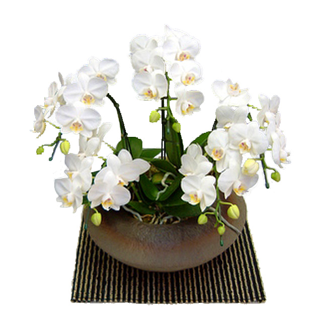 ミディ胡蝶蘭 小和鉢まどか 5本立ち アマビリス 白色