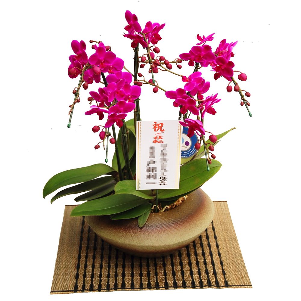 ミディ胡蝶蘭 小和鉢 まどか 5本立ち 満天紅 濃いピンク色