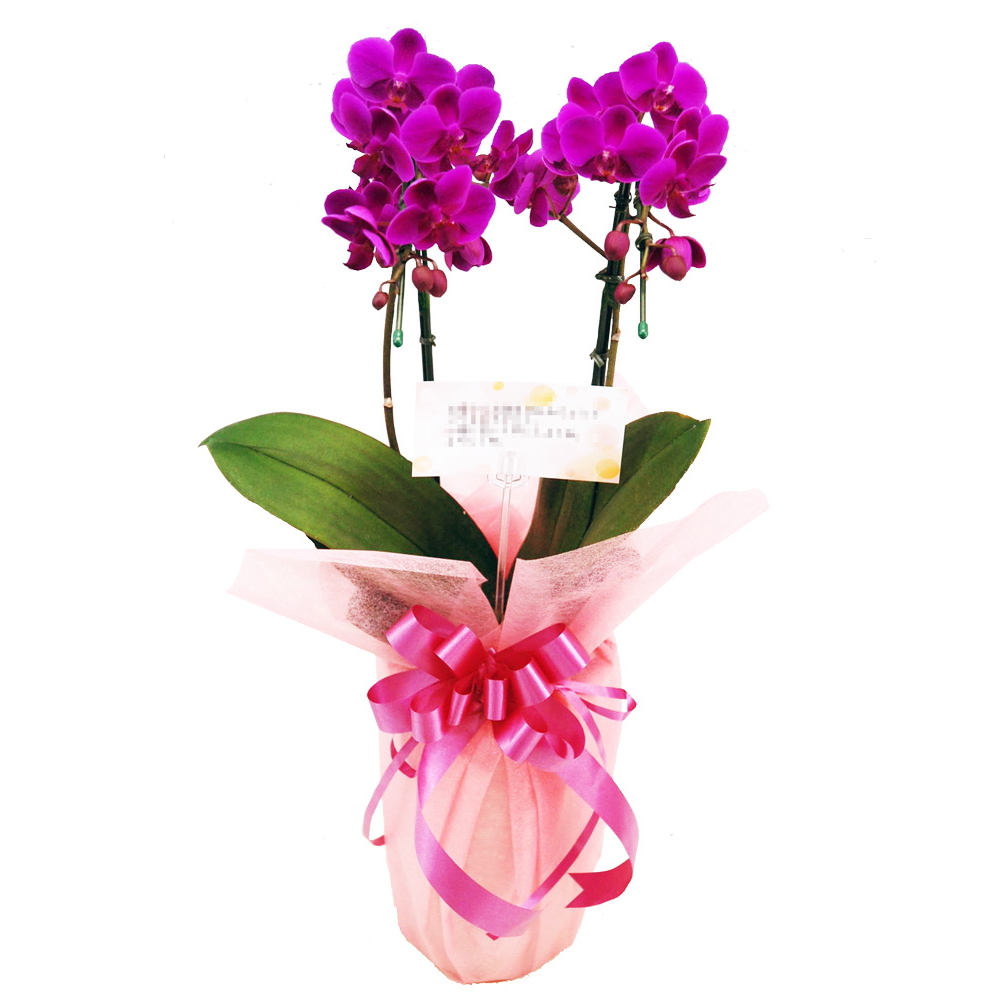 ミディ胡蝶蘭 お祝い 満天紅 2本立ち 濃いピンク色