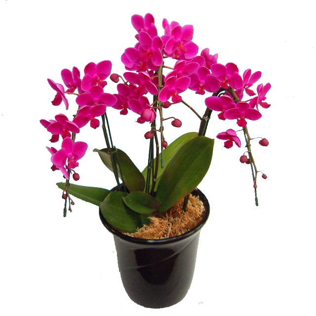 ミディ胡蝶蘭 お祝い 満天紅 3本立ち 濃いピンク色