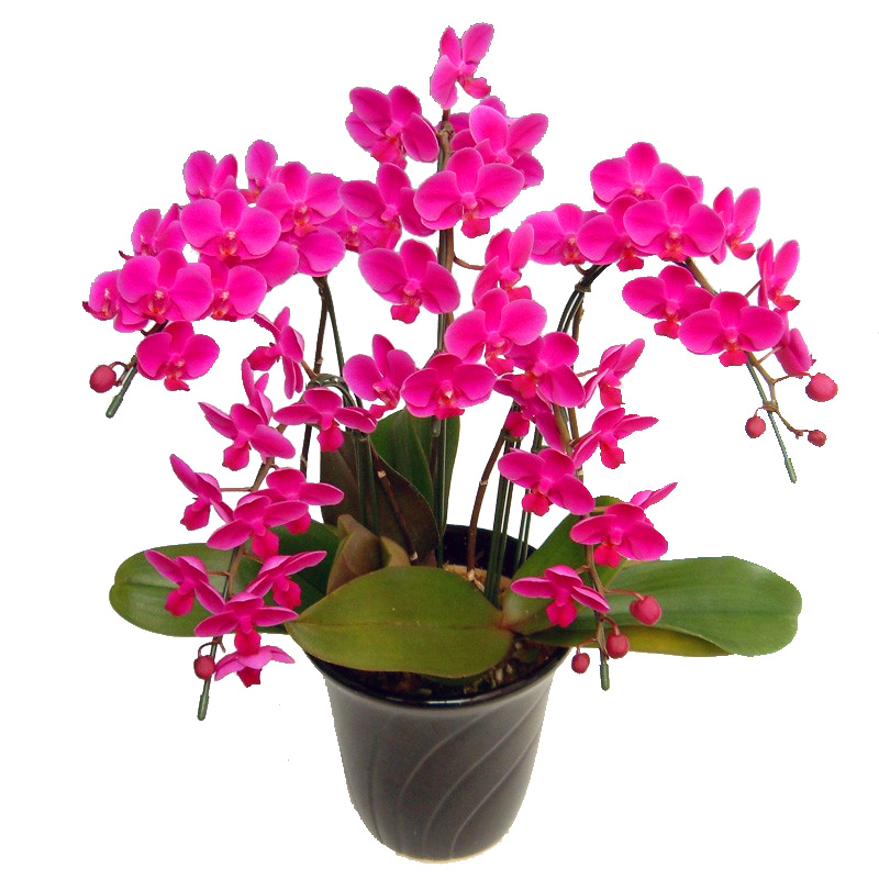 ミディ胡蝶蘭 お祝い 満天紅 5本立ち 濃いピンク色