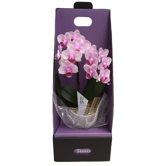 胡蝶蘭 2本立ち ピンク系 3号 お供え仕様 2WAYBOX入 マイクロ胡蝶蘭 お供え用 ボックス