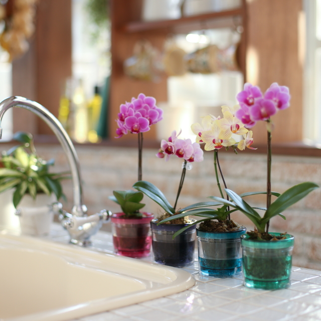 胡蝶蘭 1本立ち ピンク系 マイクロ胡蝶蘭 アクアポット 2.5号 | 通販の