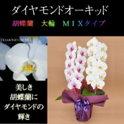 胡蝶蘭 2本立ち ミックス 白色 赤リップ色 寄せ ダイヤモンド オーキッド 大輪 Vc