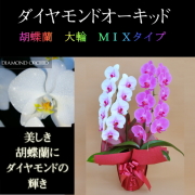 胡蝶蘭 2本立ち ミックス 赤リップ色 ピンク色 寄せ ダイヤモンド オーキッド 大輪 Vc