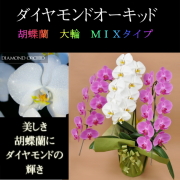 胡蝶蘭 3本立ち ミックス 白色 ピンク色 寄せ ダイヤモンド オーキッド 大輪 Vc