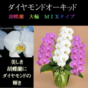 胡蝶蘭 3本立ち 33輪前後 ミックス 白色 ピンク色 寄せ ダイヤモンド オーキッド 大輪 Sc
