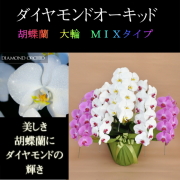 胡蝶蘭 5本立ち 白色 赤リップ色 ピンク色 寄せ ダイヤモンド オーキッド 大輪 Vc