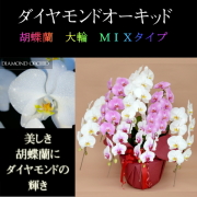 胡蝶蘭 7本立ち 白色 赤リップ色 ピンク色 寄せ ダイヤモンド オーキッド 大輪 Vc