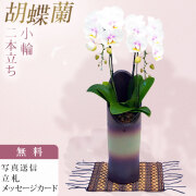 ミディ 胡蝶蘭 2本立ち 和鉢 かぐや ファーストラブ 森田洋蘭園