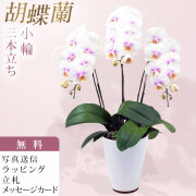 ミディ 胡蝶蘭 3本立ち ファーストラブ ダブルラッピング仕立て 森田洋蘭園