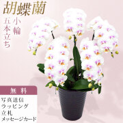 ミディ 胡蝶蘭 5本立ち ファーストラブ ダブルラッピング仕立て 森田洋蘭園