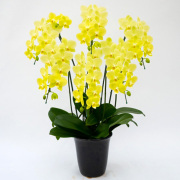 胡蝶蘭 中大輪系 ミディ ライムライト 6本立ち レモン 黄色 イエロー 森田洋蘭園 お祝い ギフト