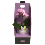 胡蝶蘭 1本立ち ピンク系 3号 お供え仕様 2WAYBOX入 マイクロ胡蝶蘭 お供え用 ボックス