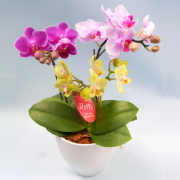 胡蝶蘭 3本立ち ミックス MIX寄せ 三色 マイクロ ミニ