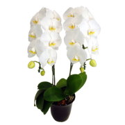 胡蝶蘭 2本立ち 白色 18輪前後 大輪