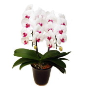 胡蝶蘭 2本立ち 赤リップ色 18輪前後 大輪