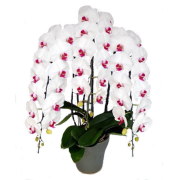 胡蝶蘭 3本立ち 赤リップ色 40輪前後 大輪