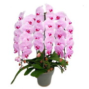 胡蝶蘭 3本立ち ピンク色 40輪前後 大輪