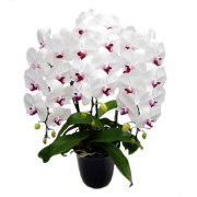 胡蝶蘭 3本立ち 赤リップ色 30輪前後 大輪